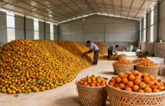 喜宴青梅酒招商 婚礼宴请专用酒加盟