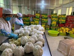 无添加青梅酒厂家 纯果发酵直供